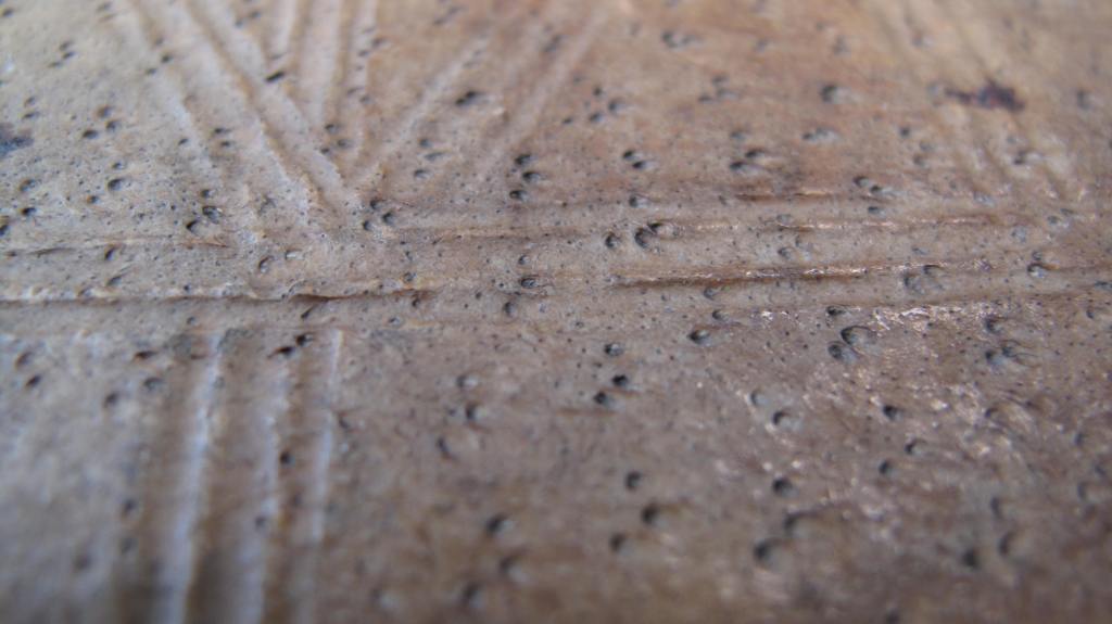  Dunedin, Selwyn College, Shoults Collection, Conrad of Brundelsheim - pigskin follicles